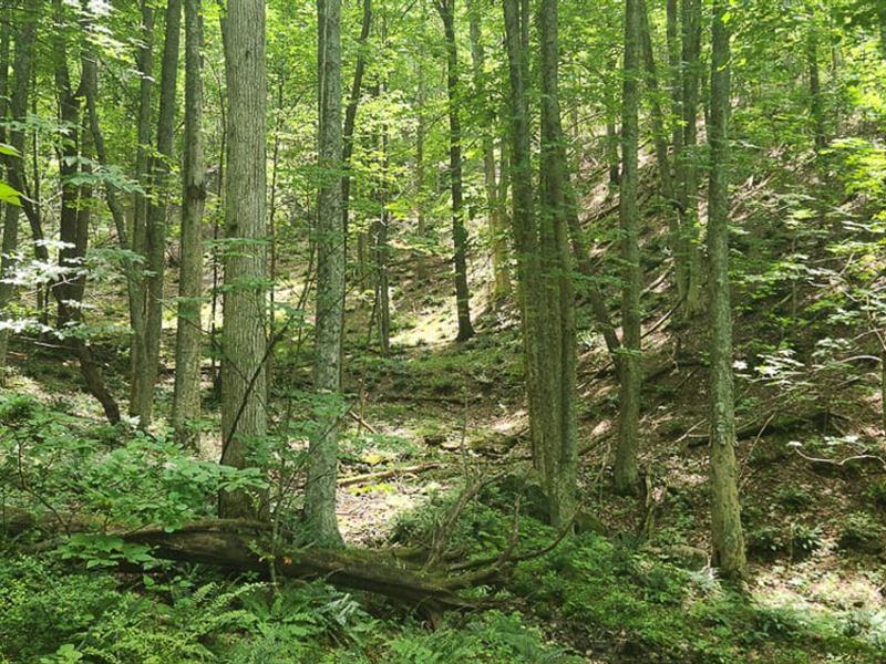 34.31 Acres of Recreational & Hunti : Pearisburg : Giles County : Virginia