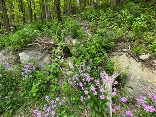 23 Acres Joining Grayson Highlands : Mouth Of Wilson : Grayson County : Virginia