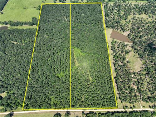 24 Acres, T-2, Fodice-2 Road : Pennington : Trinity County : Texas