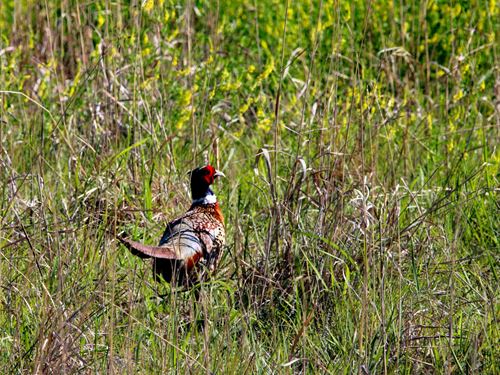 Rooster Ridge Ranch : Palco : Graham County : Kansas