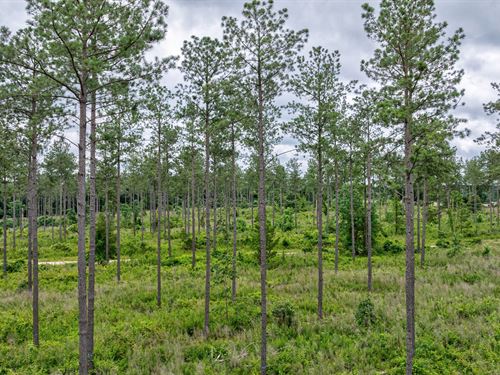 Tract 1 McWhorter Road : Stephens : Oglethorpe County : Georgia