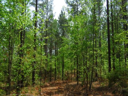 279 Acre Timberland Tract : Clinton : Laurens County : South Carolina
