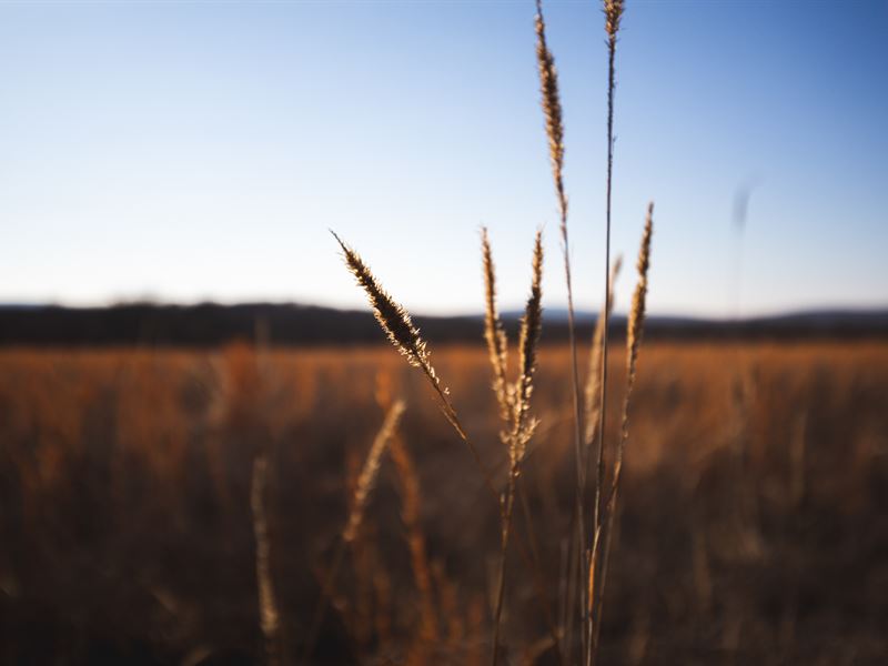 Painted Horse : Pittsburg : Pittsburg County : Oklahoma