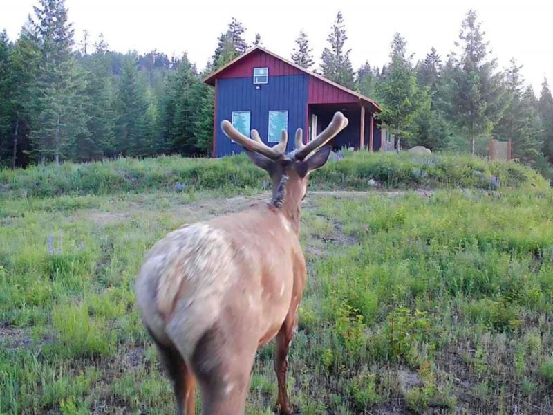 Wild in The Outback : Usk : Pend Oreille County : Washington