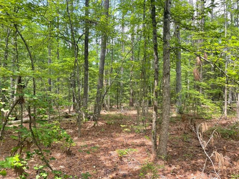 8.79 Acres, Tract 4 : Honea Path : Abbeville County : South Carolina