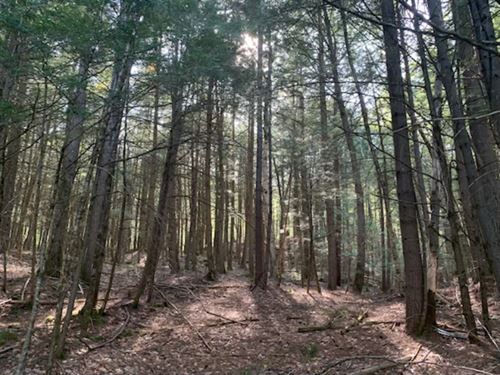 Trout Falls Parcel : Bolton Landing : Warren County : New York