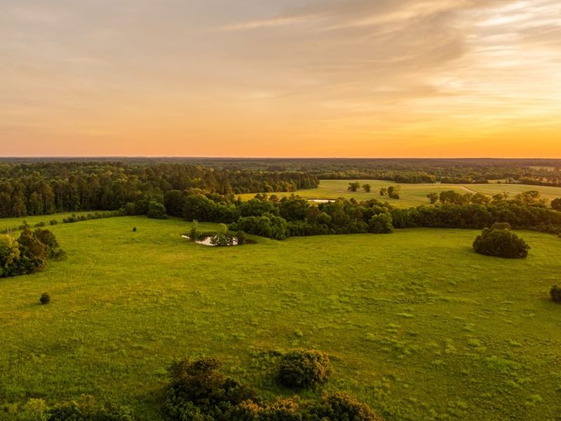 Whistling Ridge 140 Acres of Untame : Fitzpatrick : Bullock County : Alabama