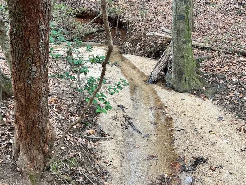Beautiful Tract with Trees : Elberton : Elbert County : Georgia