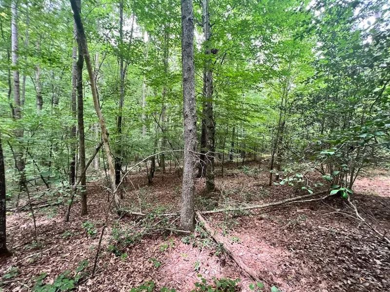 Beautiful Tract with Trees : Elberton : Elbert County : Georgia