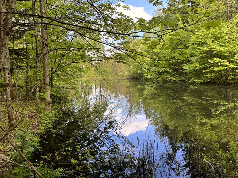 Scenic Acreage with Pond : Osceola : Lewis County : New York