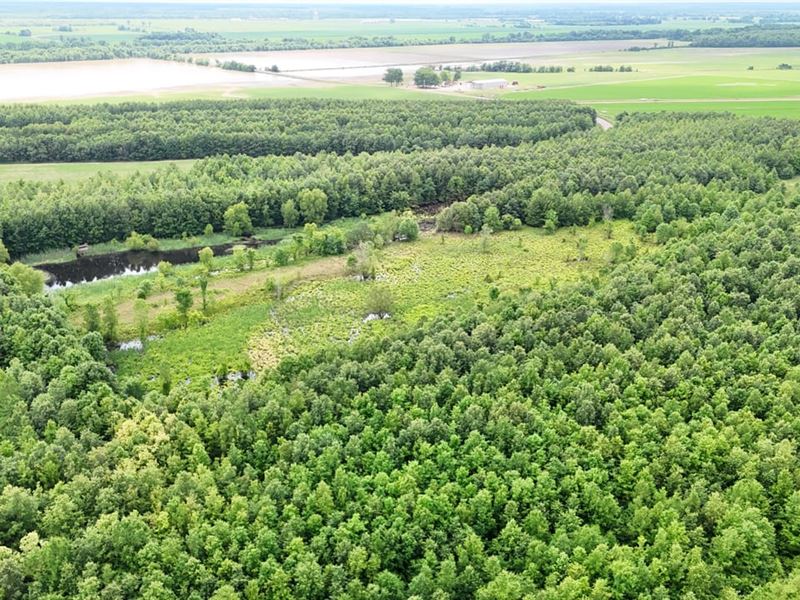 Crittenden County Timber : Earle : Crittenden County : Arkansas