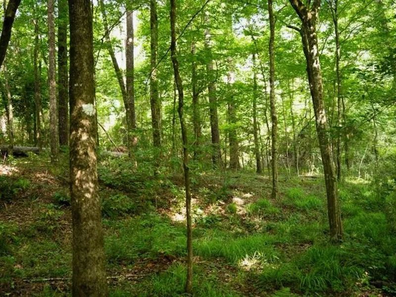 Clinton 30 Acres for Sale, Rural : Clinton : East Feliciana Parish : Louisiana