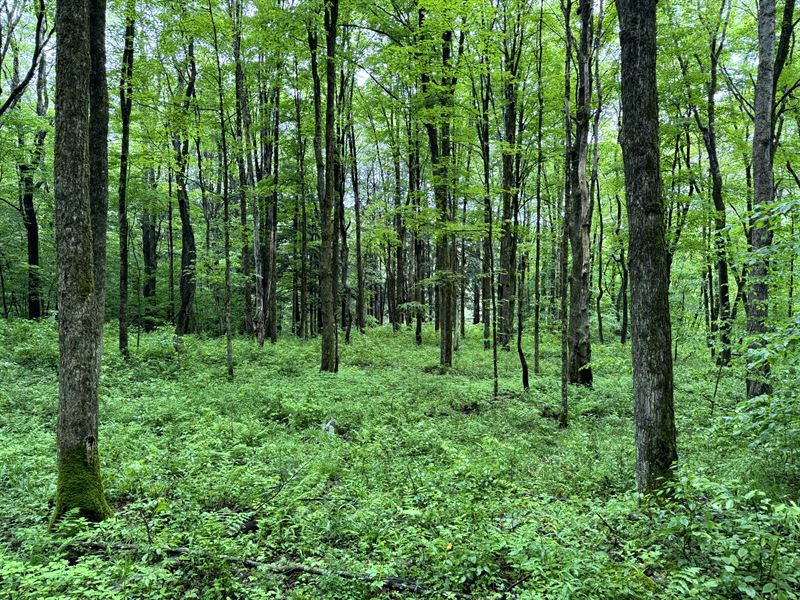 Adjoins Five Streams State Forest : German : Chenango County : New York