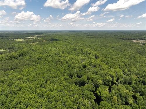 438.97 Acres of Recreational Timber : Saint Pauls : Robeson County : North Carolina