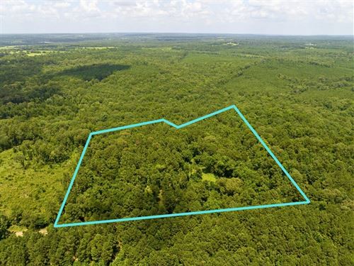 20 Acres, County Road 437 : Laneville : Rusk County : Texas