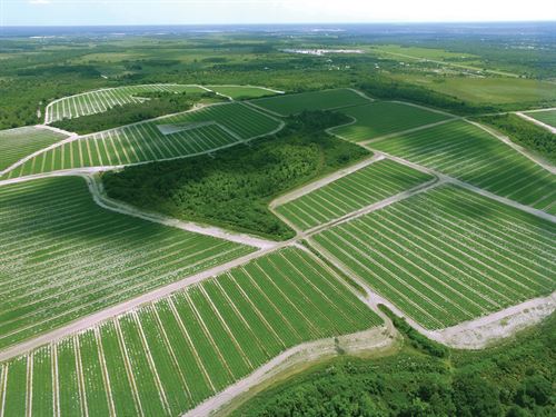 Manatee County Farm Land : Myakka City : Manatee County : Florida