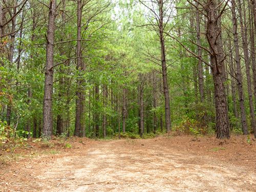 $999 Down Land in Tennessee : Linden : Perry County : Tennessee