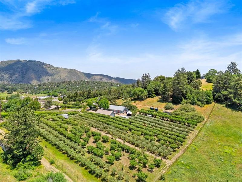 Apple Lane Orchard : Julian : San Diego County : California
