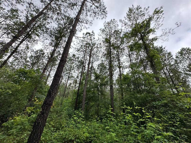 51 Acres Elmore Co : Equality : Elmore County : Alabama