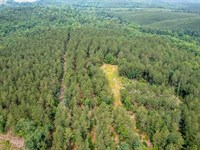 76.06 Acres of Timber/Recreation/Ho : Mount Gilead : Montgomery County : North Carolina