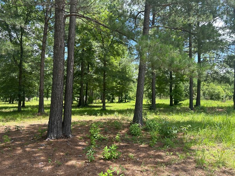 Pike Road 13.45 Acre Estate Lot : Pike Rd : Montgomery County : Alabama