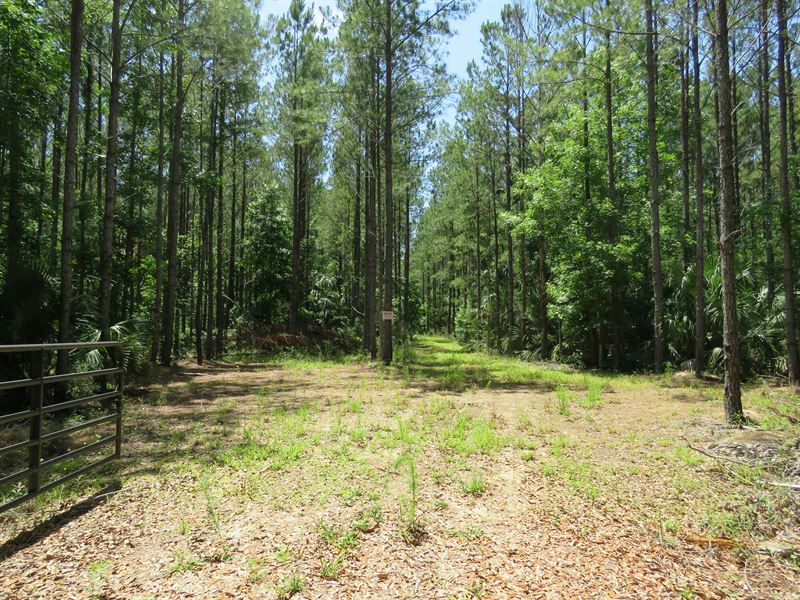 Fish Camp Hunting & Rec Tract : Inglis : Levy County : Florida