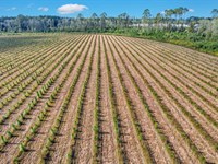 6.5 Acres, Beautiful Estate Tract : Baxley : Appling County : Georgia