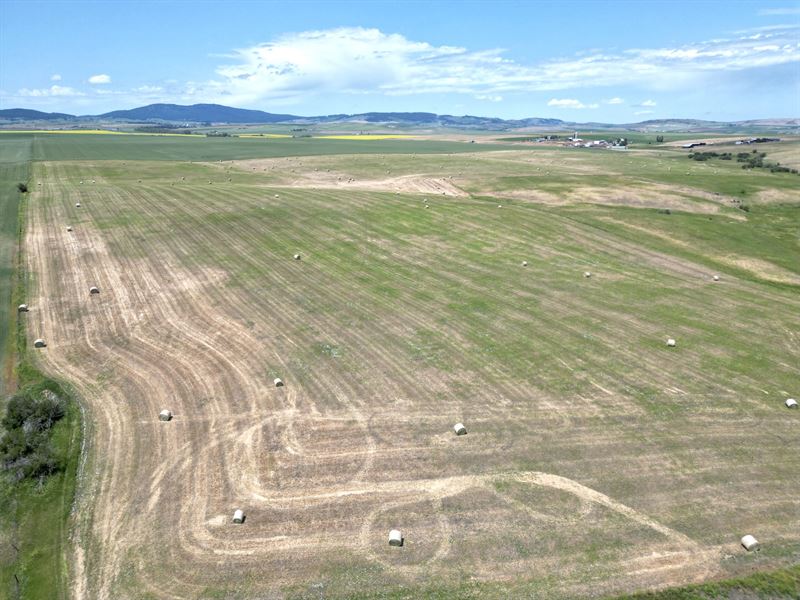 Wasem Road Tillable Acreage : Cottonwood : Idaho County : Idaho