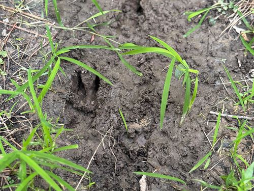 65 Acres In Jasper County, MS : Bay Springs : Jasper County : Mississippi