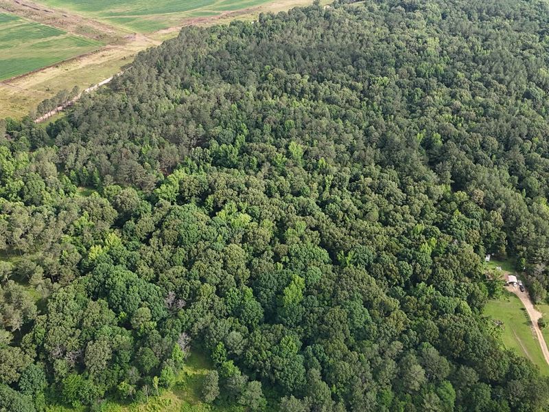 75 Acres in Panola County, MS : Sardis : Panola County : Mississippi