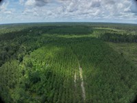 Emanuel County Timber Tract 3 : Adrian : Emanuel County : Georgia