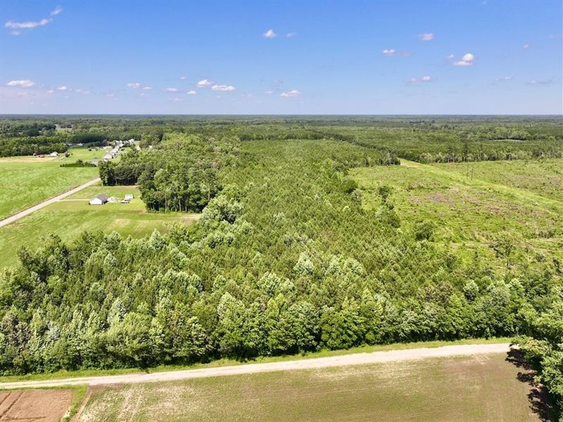 81 Acre Hunting and Timber Tract fo : Gates : Gates County : North Carolina