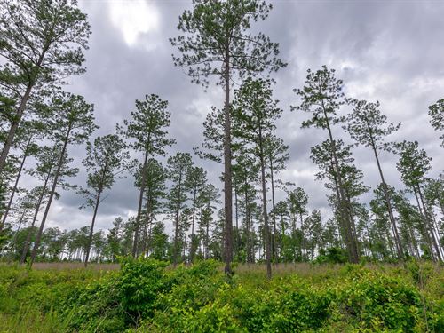 Tract 2 McWhorter Road : Stephens : Oglethorpe County : Georgia