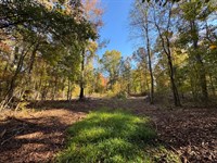 11.34 Acres, Camp Hill, Tallapo : Camp Hill : Tallapoosa County : Alabama
