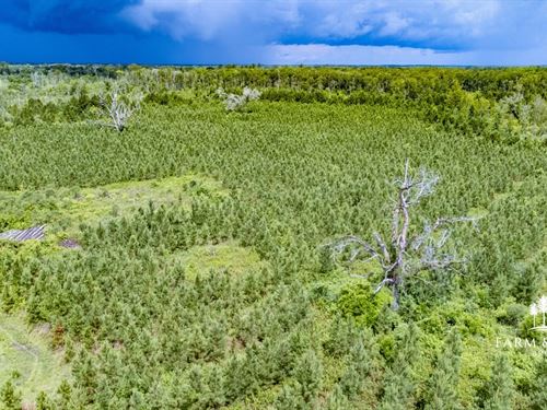 Big Bay Acres, 309 Ac Development : Cottondale : Jackson County : Florida