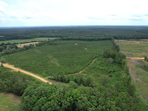 60 Acres In Grenada County, MS : Gore Springs : Grenada County : Mississippi