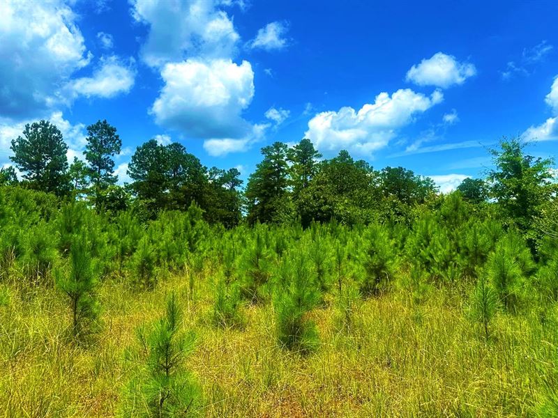 30 Acres in Attala County in Kosciu : Kosciusko : Attala County : Mississippi