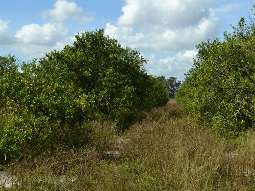 Masterpiece Grove, South 14.6 Acre : Lake Wales : Polk County : Florida