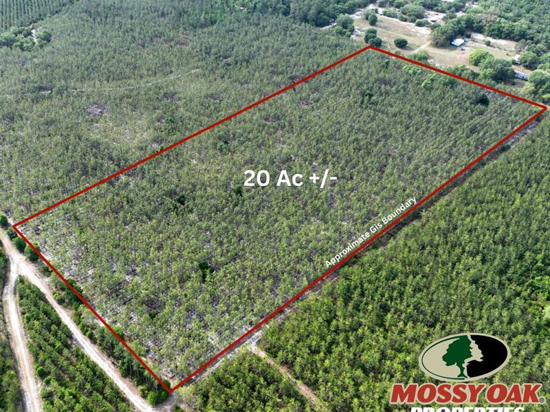 20 Ac Recreational Timberland : Folkston : Charlton County : Georgia