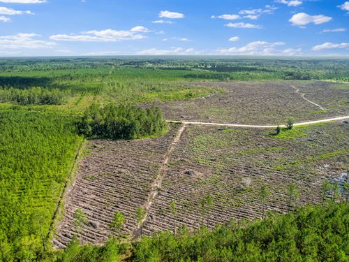 Quiet Pines Hideaway, 12 Acres : Odum : Wayne County : Georgia