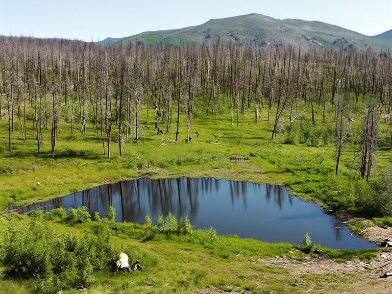 Elk Creek 40 : Bellvue : Larimer County : Colorado