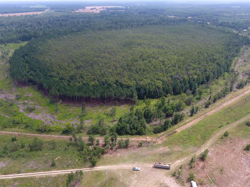 Pine Ridge Preserve : Blackville : Barnwell County : South Carolina