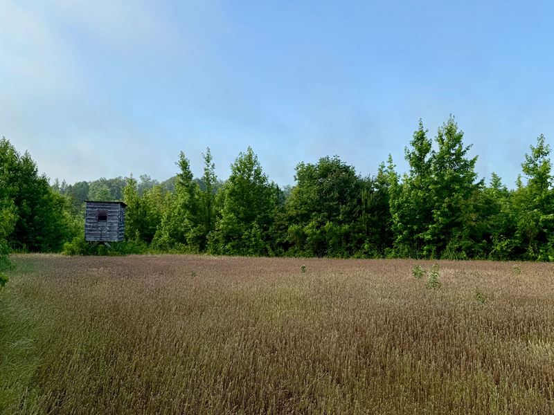 38 Acres in Choctaw County, MS : McCool : Choctaw County : Mississippi