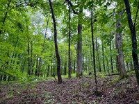 21.66 Acres Shelby County, AL : Vandiver : Shelby County : Alabama