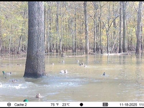 Cache Bottoms Flooded Timber : Biscoe : Monroe County : Arkansas