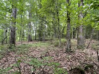 Dowdy Road Woodlot : Roopville : Heard County : Georgia