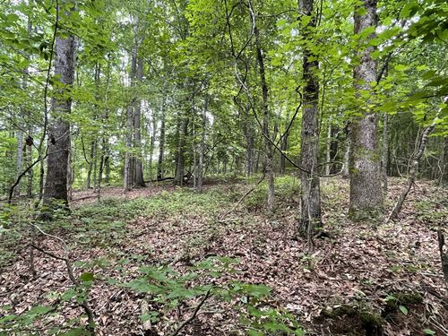 Dowdy Road Woodlot : Roopville : Heard County : Georgia