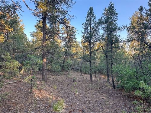 Skyland Lot 10 Acres : Tijeras : Bernalillo County : New Mexico
