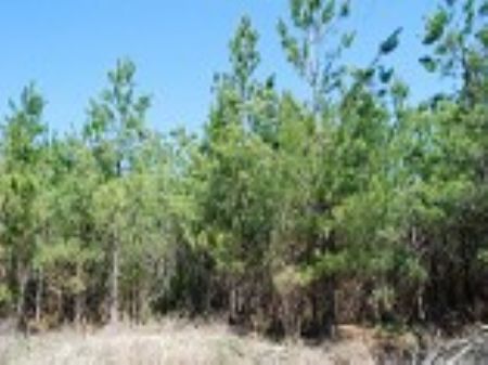 37-acre Hunting Tract : Union : Union County : South Carolina