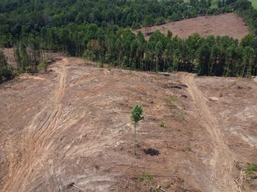 15 Ac Homesite With Creek in Ra : Ranburne : Cleburne County : Alabama